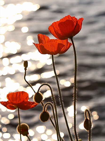 Poppies in the Sunset on Lake Geneva. It's a lovely walk along the promenade in Montreux.